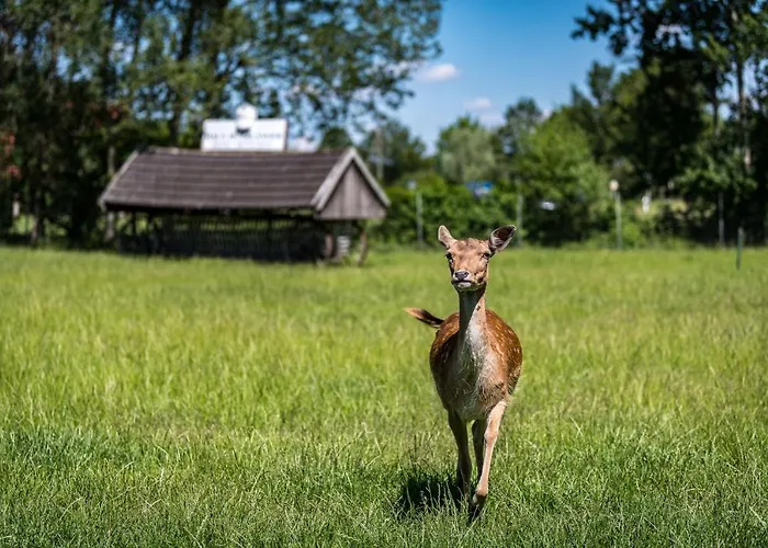 Отель Hueerlaender *